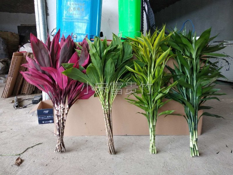 富贵竹基地直发观音竹莲花竹红竹招财竹金边竹青朱蕉水培盆栽