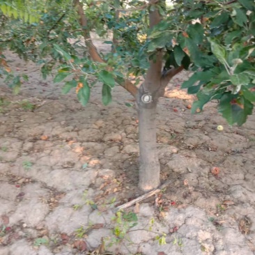 出售15--20公分苹果树