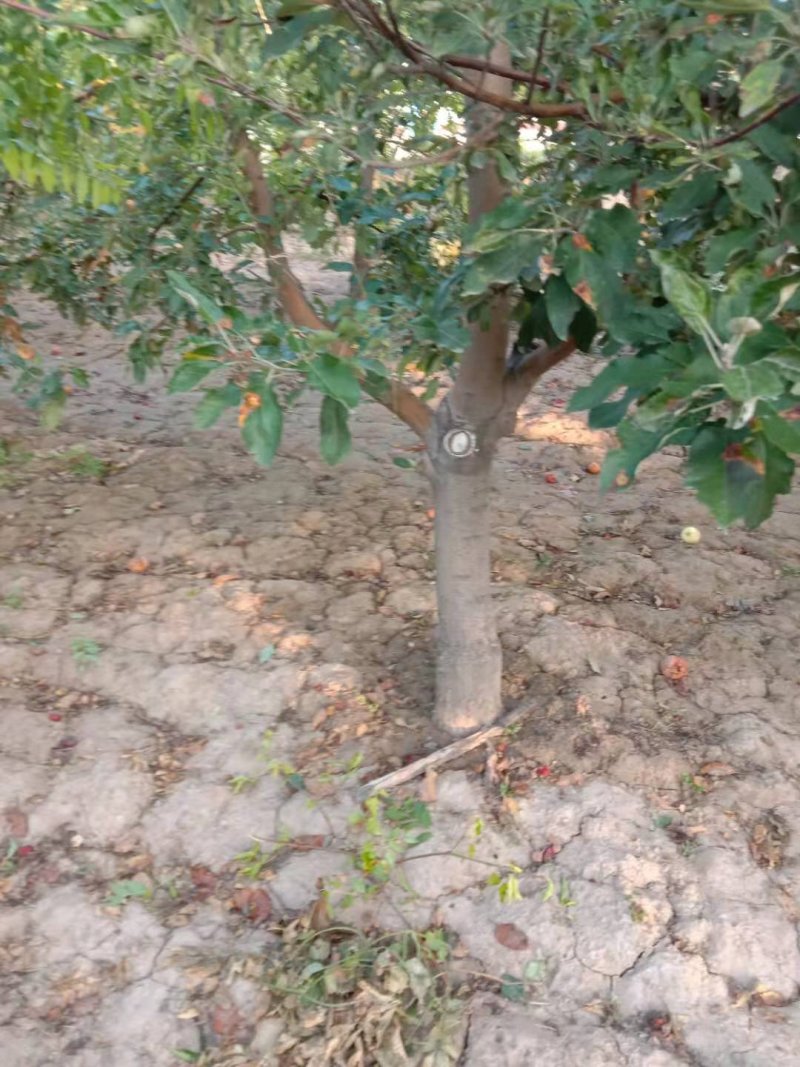 出售15--20公分苹果树