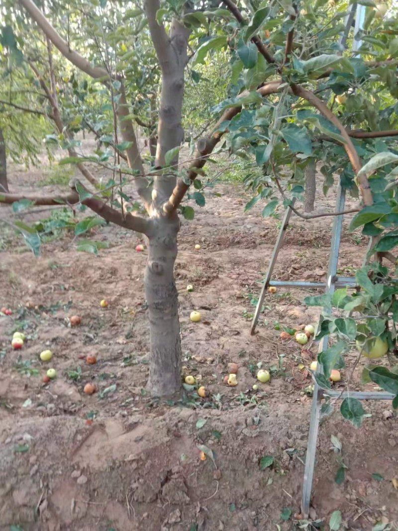 出售15--20公分苹果树
