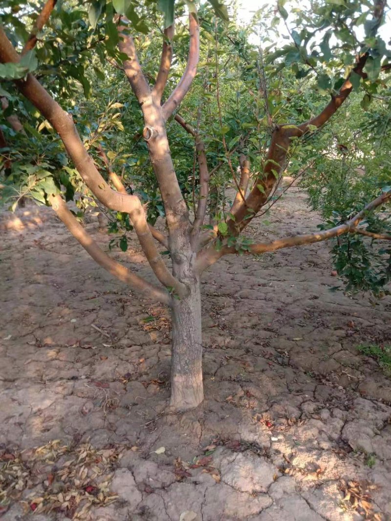 出售15--20公分苹果树