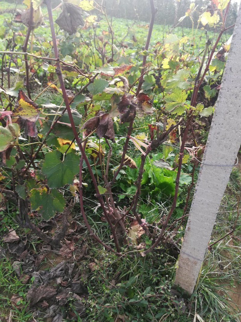 葡萄树50~80cm，各种品种果树苗，可以上货，大量