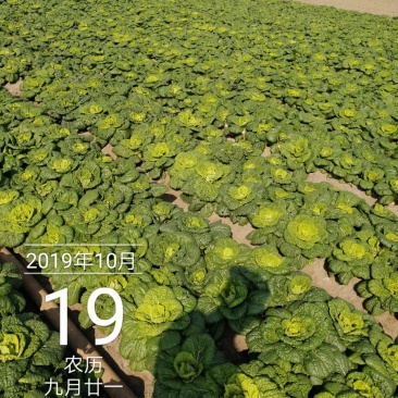 精品黄心菜