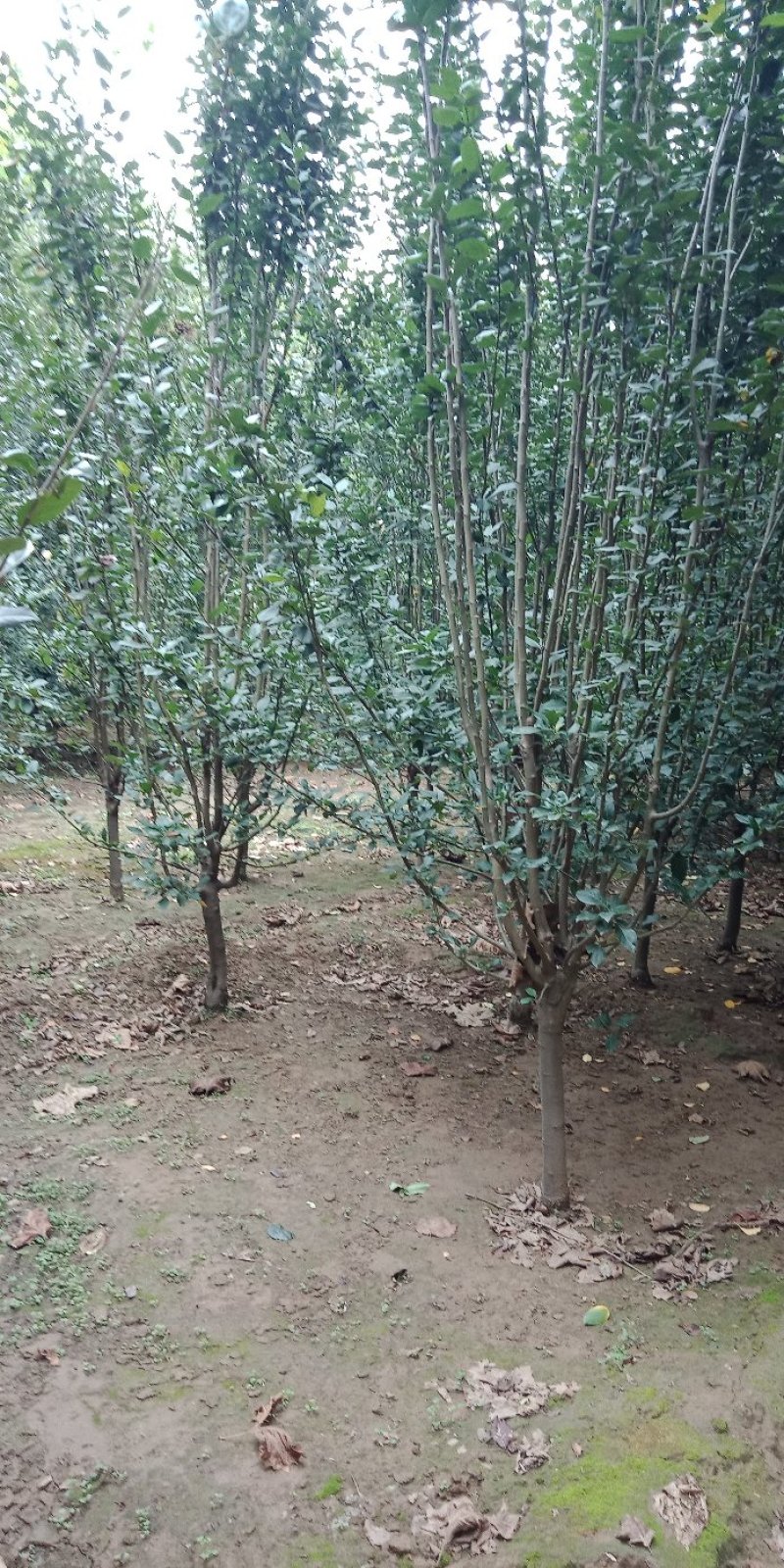 绿化苗木，大量供应商有需要的来，保质保量批发