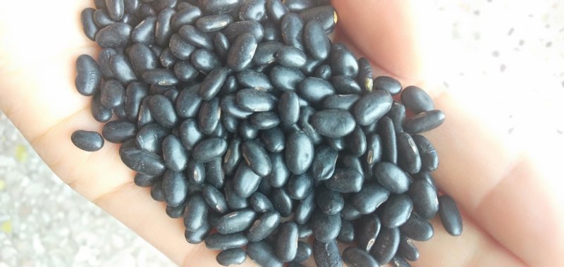 小黑豆黄仁肾型扁粒颗粒饱满乌发益肾9斤起批散货