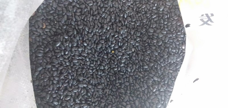 小黑豆黄仁肾型扁粒颗粒饱满乌发益肾9斤起批散货