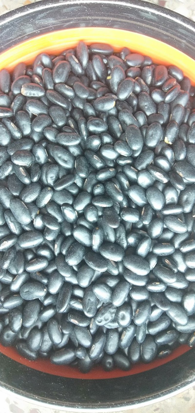小黑豆黄仁肾型扁粒颗粒饱满乌发益肾9斤起批散货