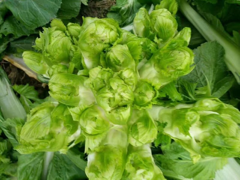 儿菜，儿菜，儿菜，千亩儿菜基地货大量上市，要货的搞快哦，