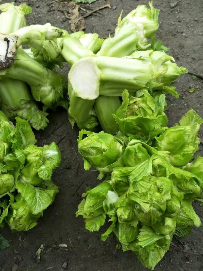 儿菜，儿菜，儿菜，千亩儿菜基地货大量上市，要货的搞快哦，