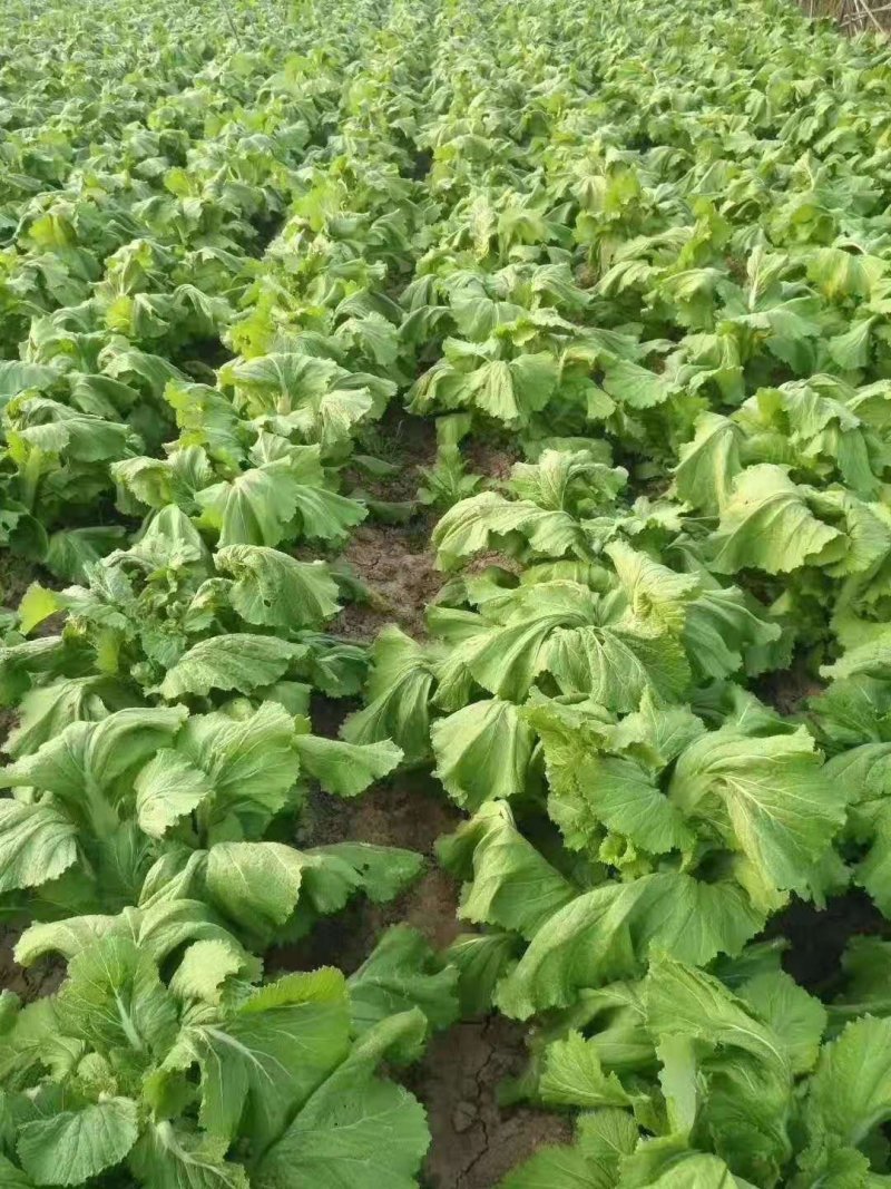 儿菜，儿菜，儿菜，千亩儿菜基地货大量上市，要货的搞快哦，