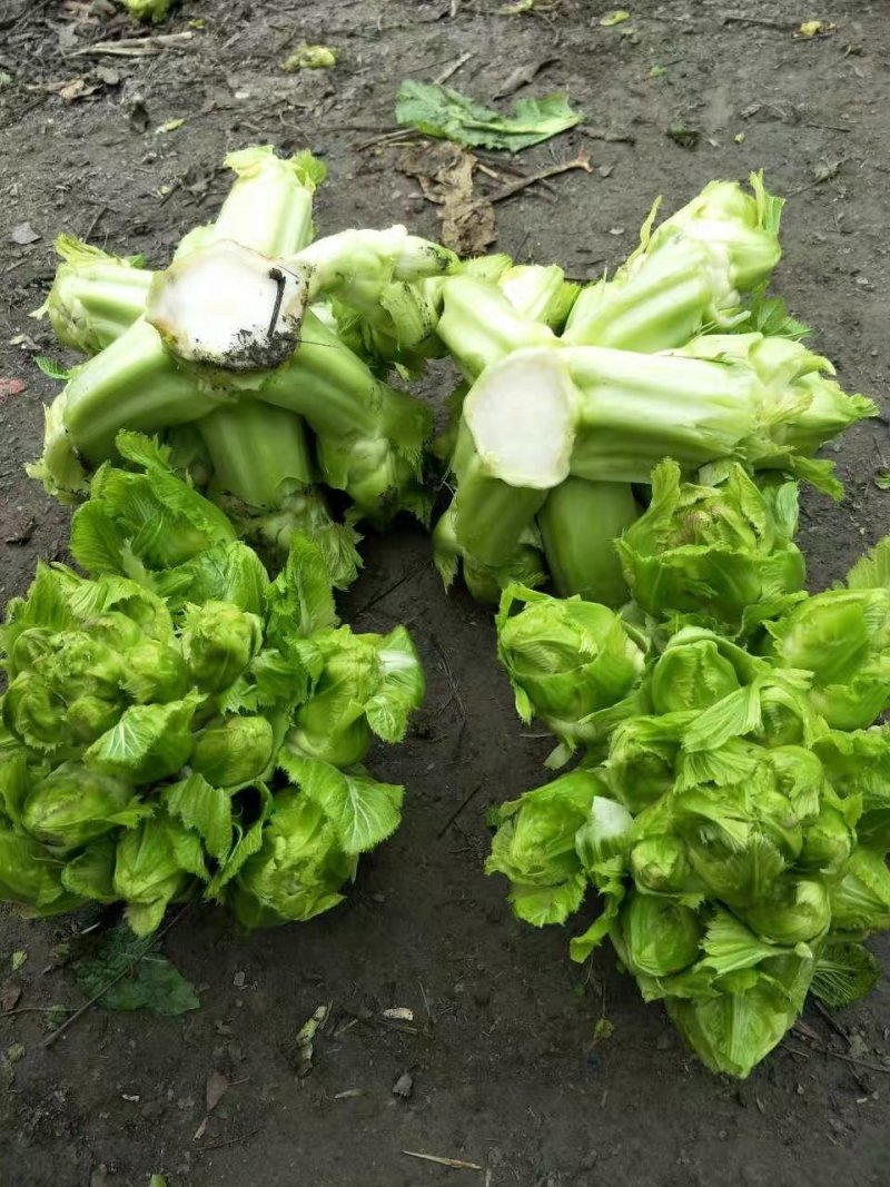 儿菜，儿菜，儿菜，千亩儿菜基地货大量上市，要货的搞快哦，