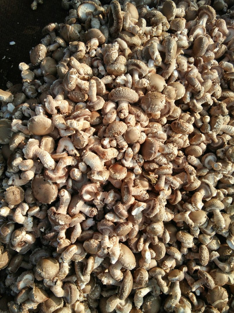 河南内乡春栽天然鲜菇现货大量供应，品质保证