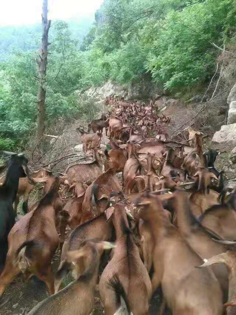 种羊黄麻羊，长期有货有量