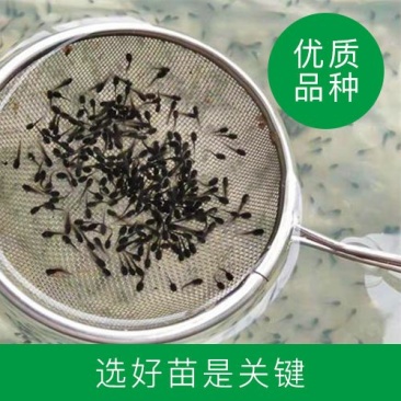 自营苗场牛蛙苗青蛙苗牛蛙蝌蚪欢迎来点咨询