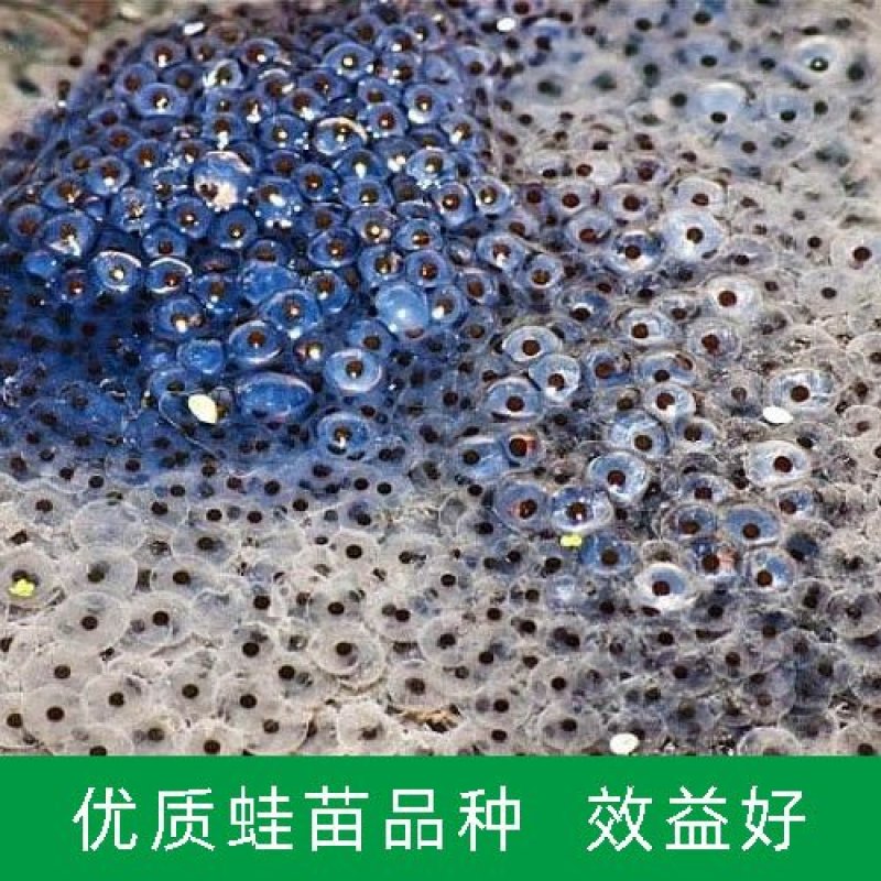 自营苗场牛蛙苗青蛙苗牛蛙蝌蚪欢迎来点咨询