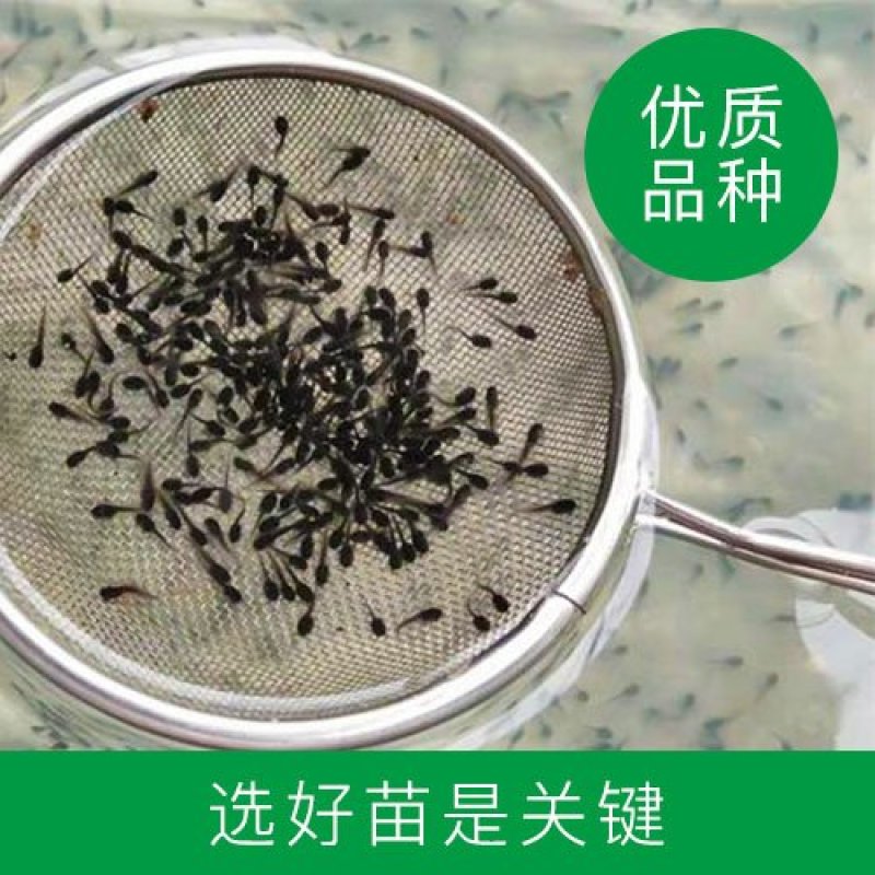 供应全国青蛙苗蝌蚪苗