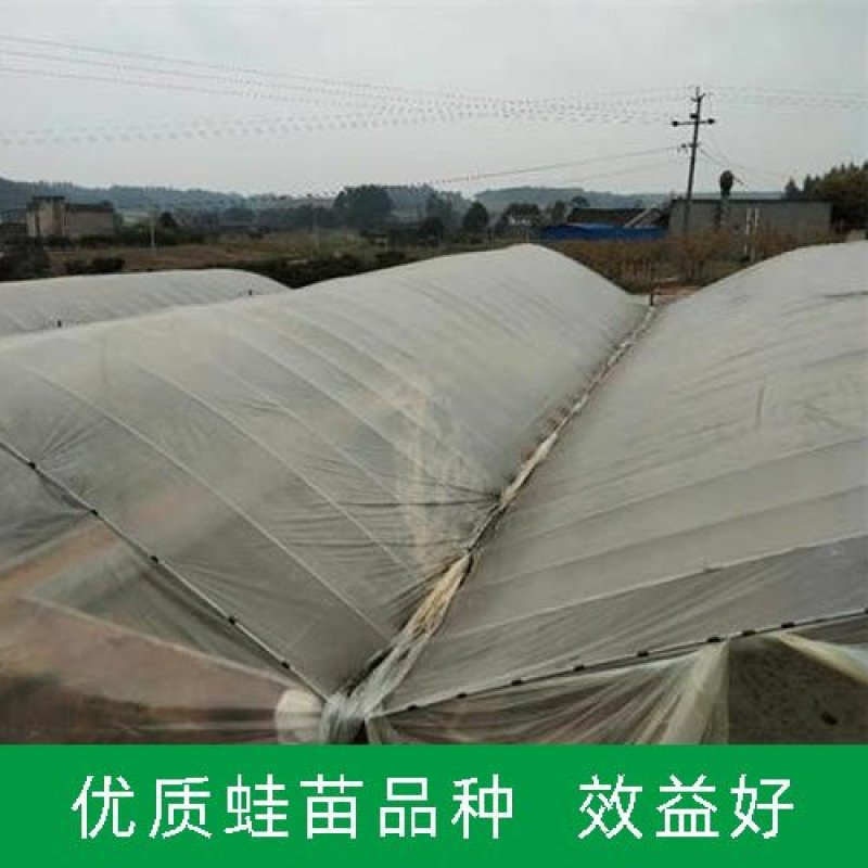 供应全国青蛙苗蝌蚪苗