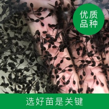 供应全国青蛙苗蝌蚪苗
