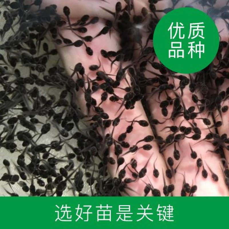 供应全国青蛙苗蝌蚪苗