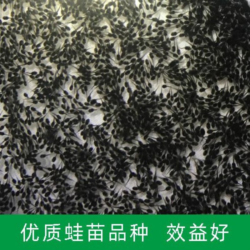 供应全国青蛙苗蝌蚪苗