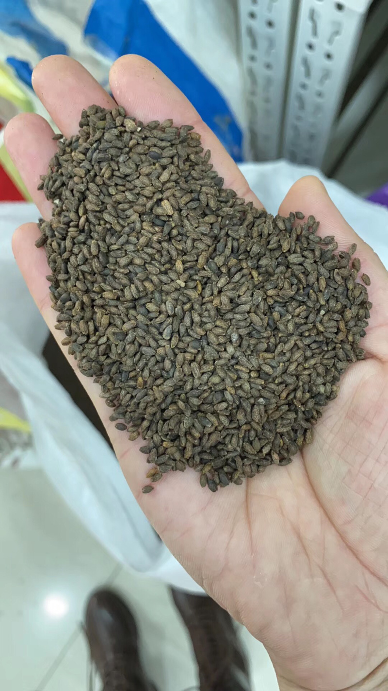 一串红种子是花坛公园等绿化的主体材料可货到付款