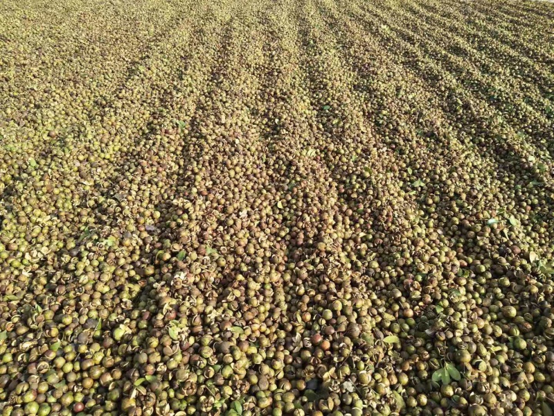 野生油茶果，出油率高，油质好