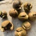 野生油茶果，出油率高，油质好