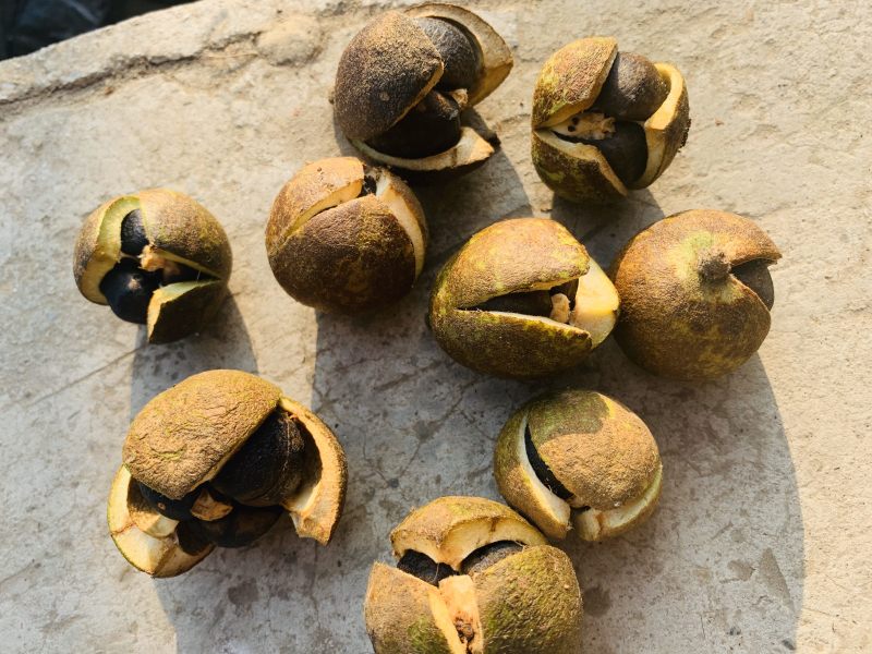 野生油茶果，出油率高，油质好