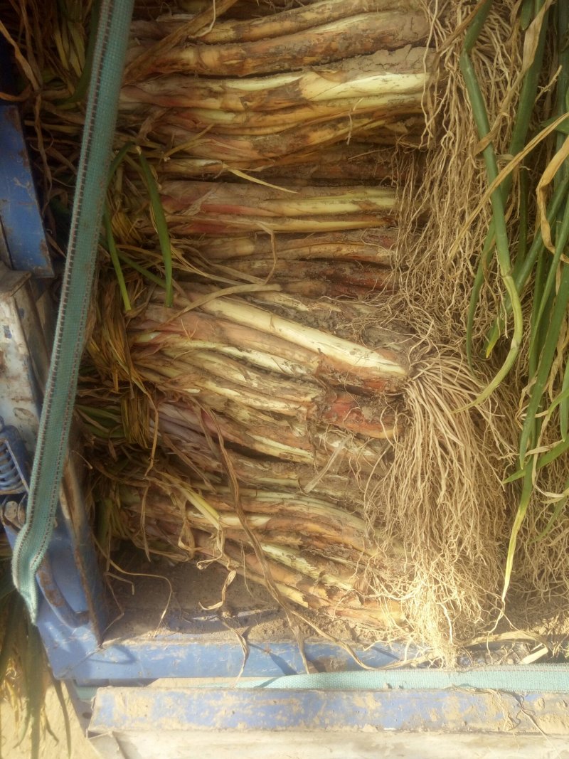 甘肃靖远红葱大葱，青葱上市，物优价廉，欢迎采购