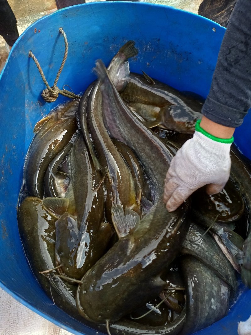鲶鱼大口鲶鱼