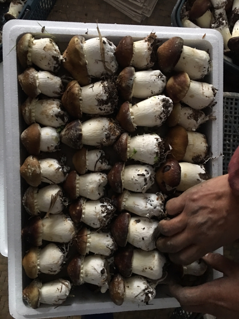 成都精品大球盖，大量上市，欢迎联系。