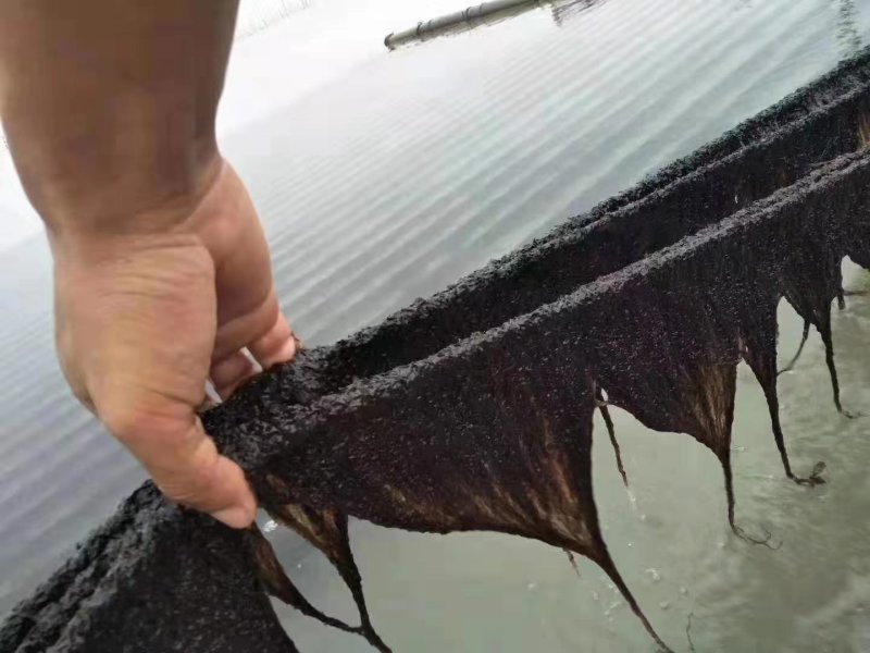 福建霞浦特级头水紫菜干货