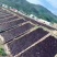 福建霞浦特级头水紫菜干货