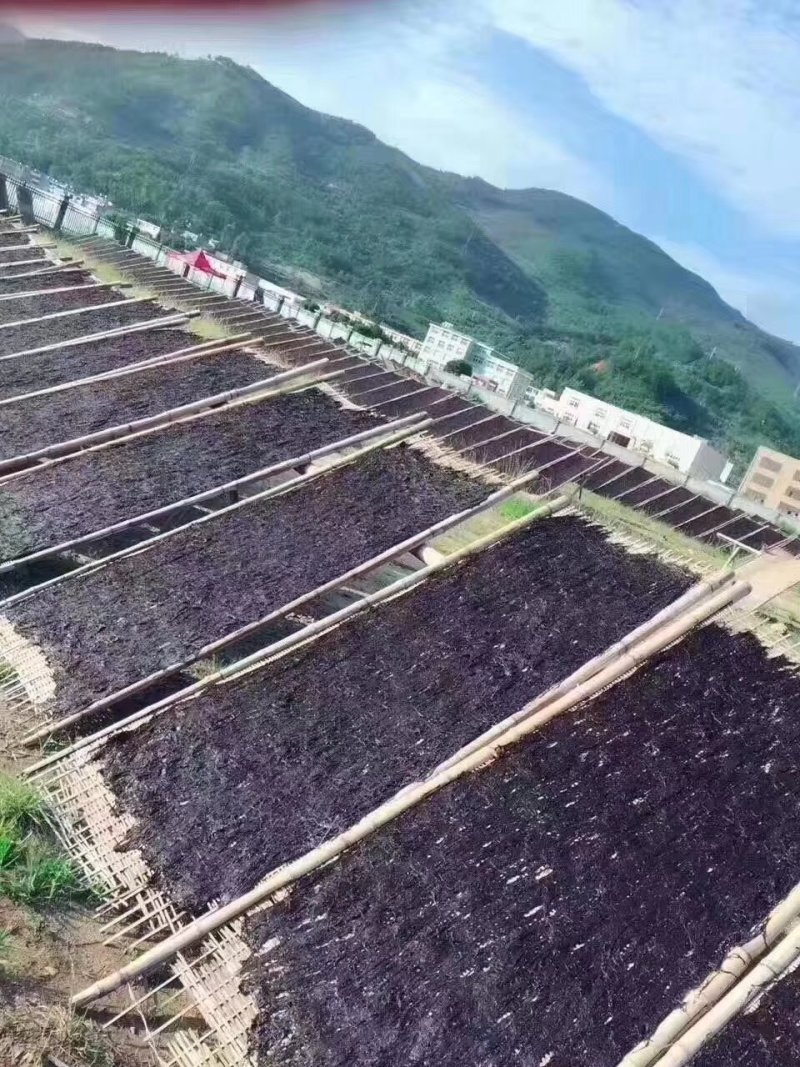 福建霞浦特级头水紫菜干货