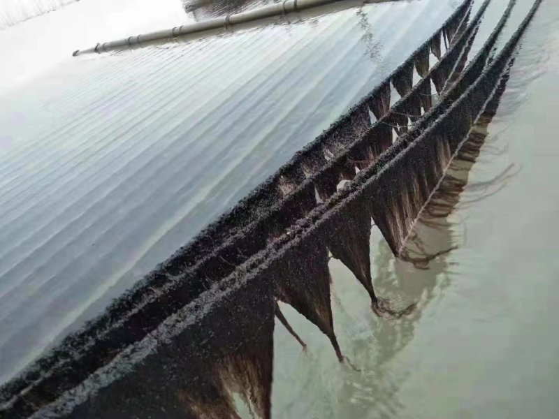 福建霞浦特级头水紫菜干货