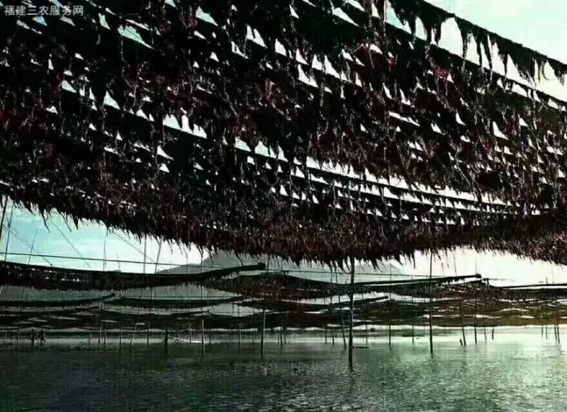福建霞浦特级头水紫菜干货