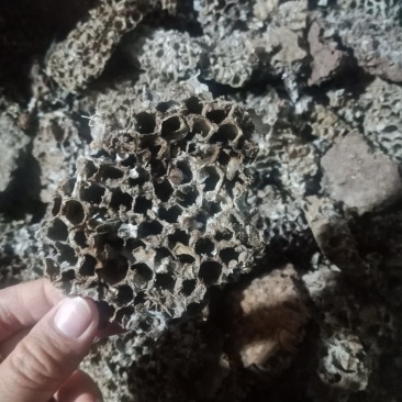 蜂房土蜂房蜂房硬蜂房批发零售各种规格中药材欢迎选购