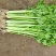 大棚芹菜法国皇后芹菜河北芹菜65cm以上好菜不贵