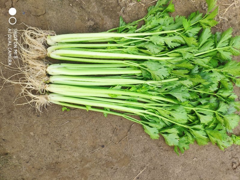 大棚芹菜法国皇后芹菜河北芹菜65cm以上好菜不贵