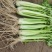 大棚芹菜法国皇后芹菜河北芹菜65cm以上好菜不贵