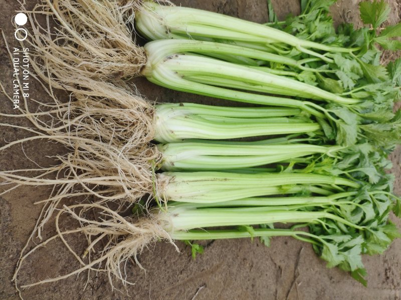 大棚芹菜法国皇后芹菜河北芹菜65cm以上好菜不贵