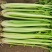 大棚芹菜法国皇后芹菜河北芹菜65cm以上好菜不贵