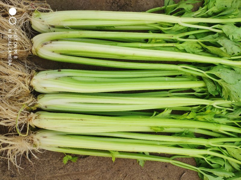 大棚芹菜法国皇后芹菜河北芹菜65cm以上好菜不贵