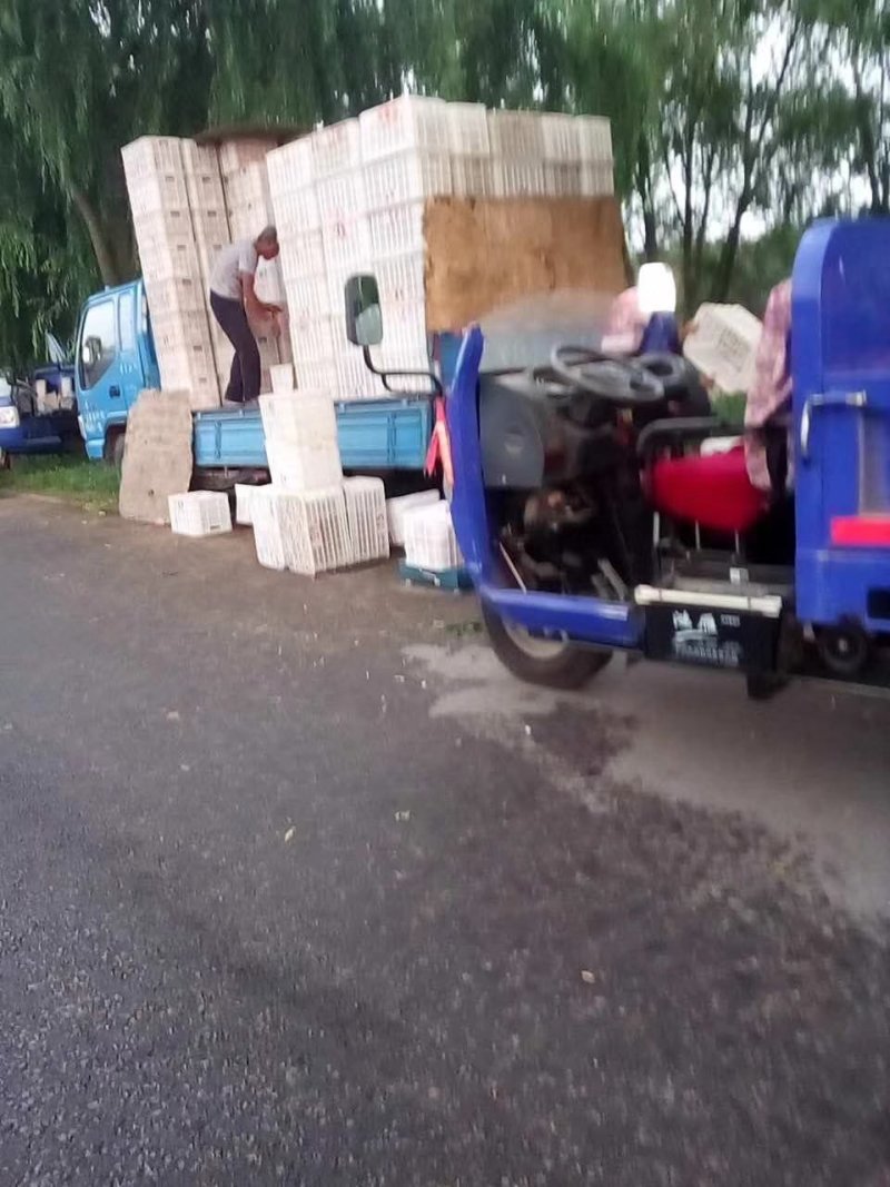 寒富苹果混装价格低，欢迎新老朋友咨询，量大货源充足。