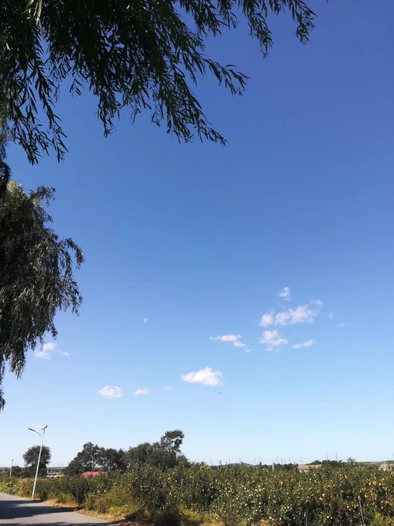 寒富苹果混装价格低，欢迎新老朋友咨询，量大货源充足。