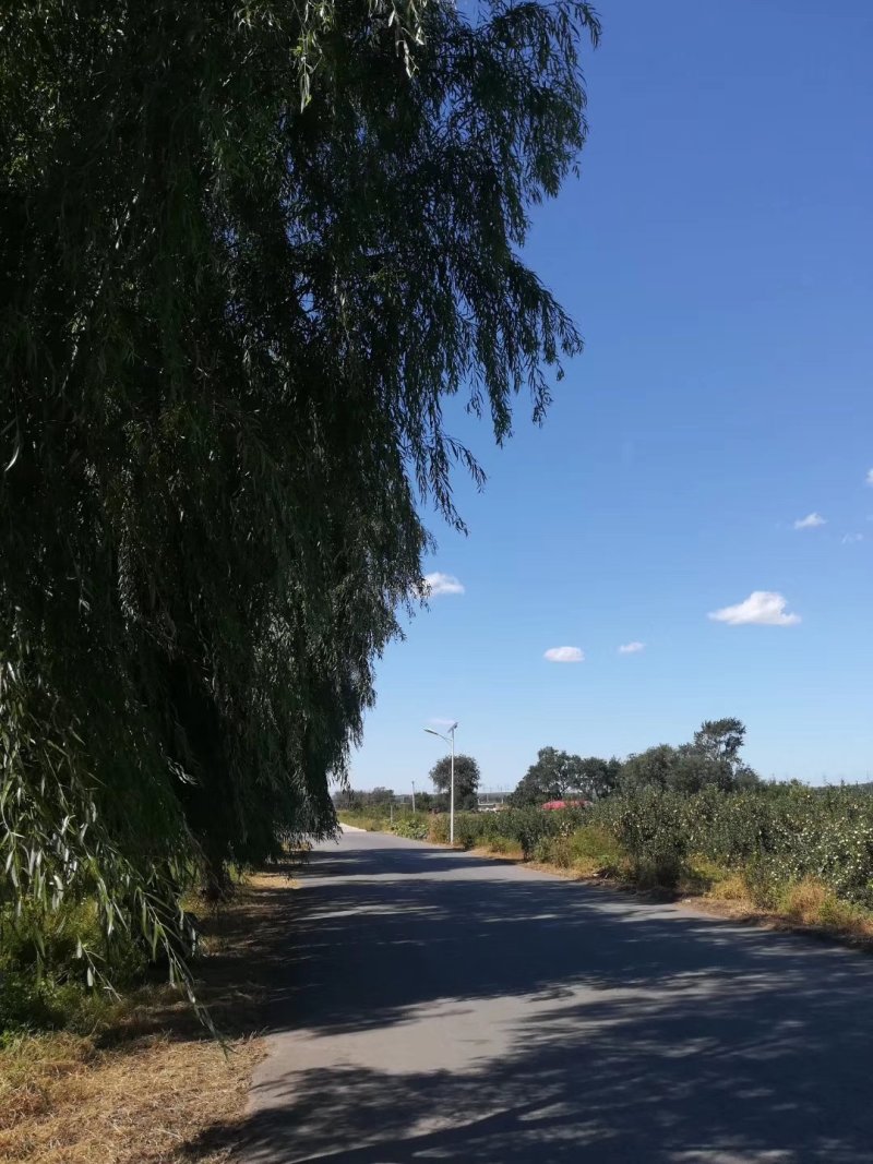 寒富苹果混装价格低，欢迎新老朋友咨询，量大货源充足。