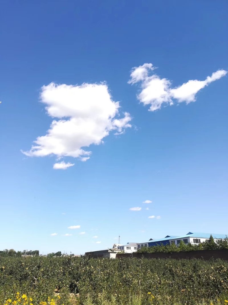 寒富苹果混装价格低，欢迎新老朋友咨询，量大货源充足。