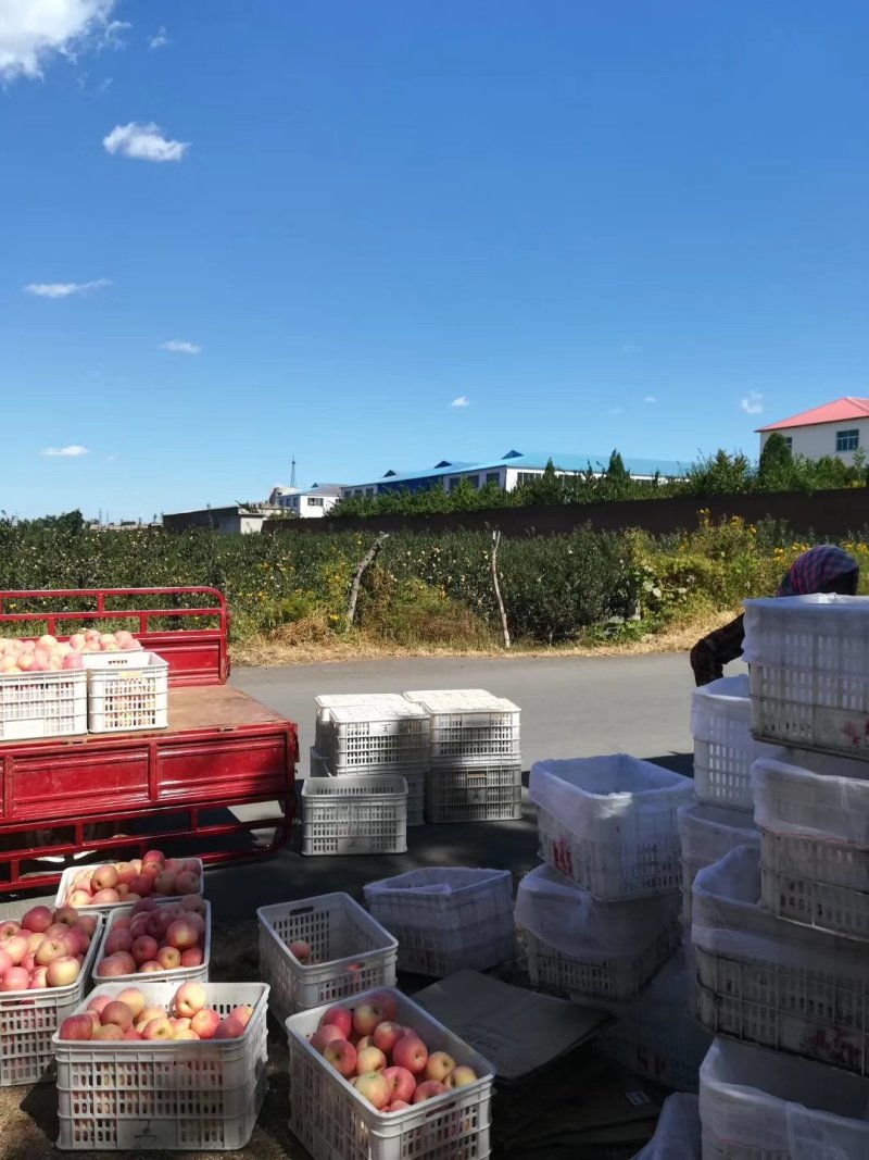寒富苹果混装价格低，欢迎新老朋友咨询，量大货源充足。