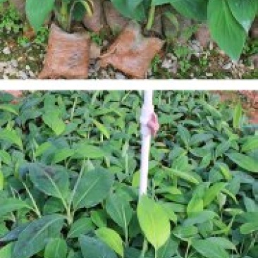 香蕉树苗南方四季苹果蕉红皮矮化芭蕉抗寒室内盆栽种植水果树