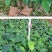 香蕉树苗南方四季苹果蕉红皮矮化芭蕉抗寒室内盆栽种植水果树